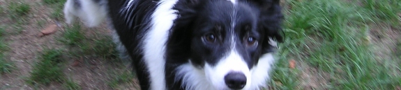Great Lakes Border Collie Rescue