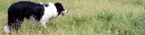 Great Lakes Border Collie Rescue