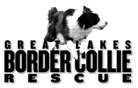 Welcome to Great Lakes Border Collie Rescue