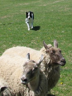 Fae Herding