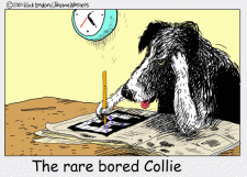 bored collie