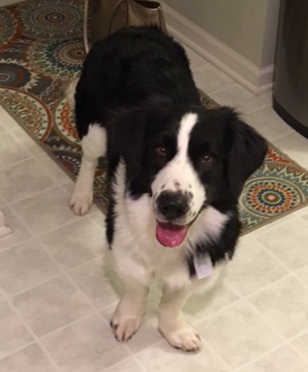 border collie hound mix temperament