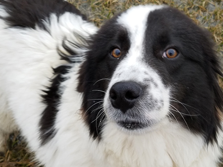 Collie cross hot sale rescue dogs