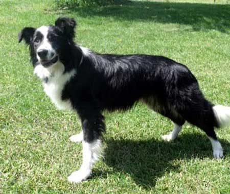 I'm really a beautiful Border Collie, aren't I?